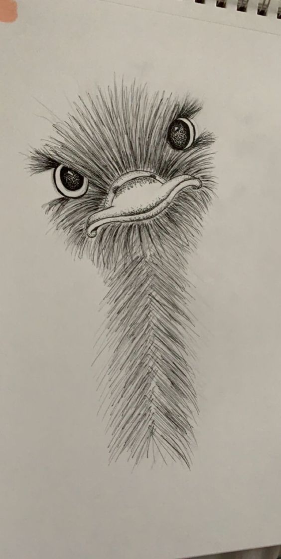 Desenho engraçado de avestruz com olhar intrigante e penas
