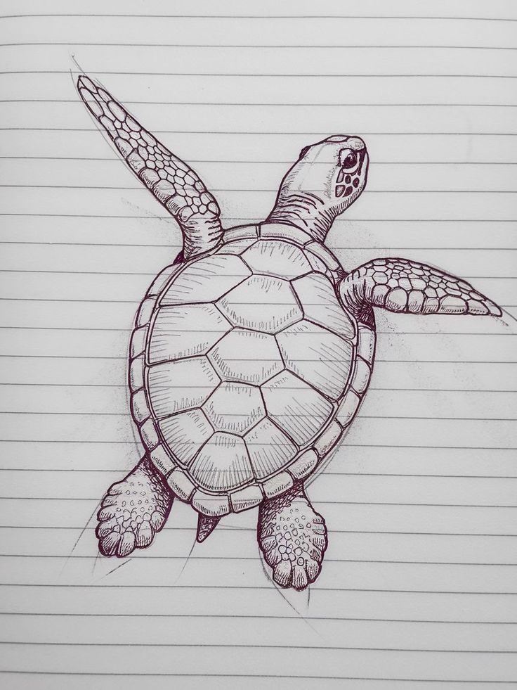 Tartaruga desenhada com linhas simples e detalhadas