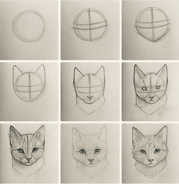 Como Desenhar um gato passo a passo