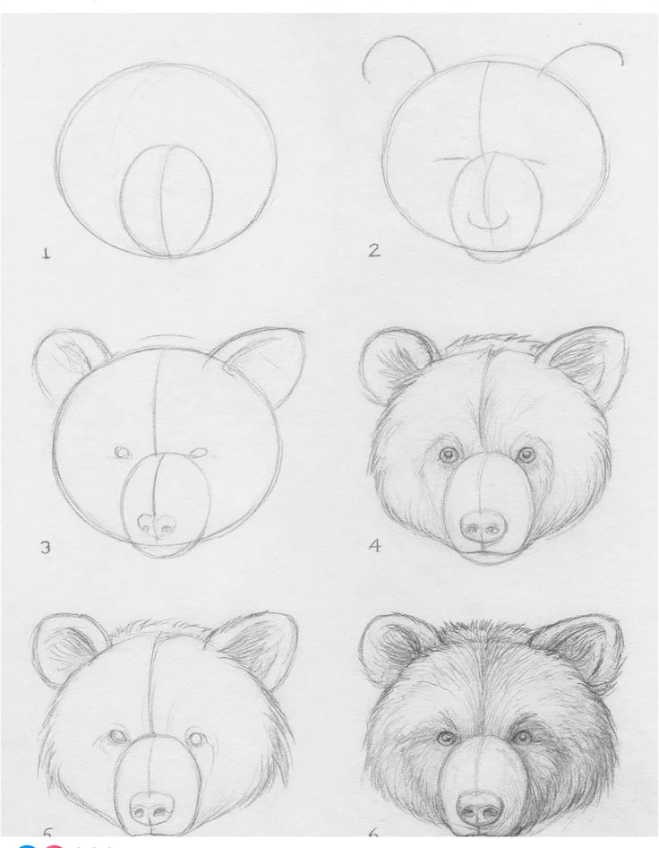 Como Desenhar um urso passo a passo a lápis