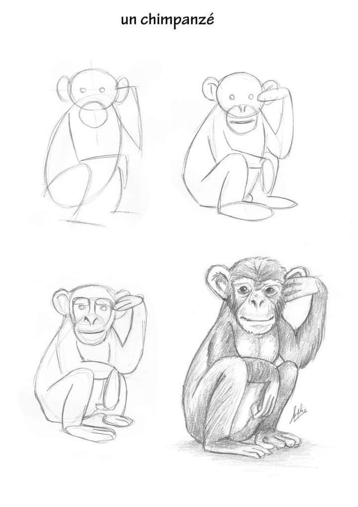 Como Desenhar um chimpanzé em 4 etapas