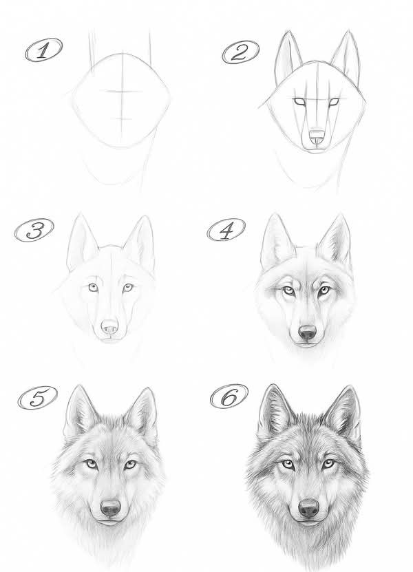 Como Desenhar um lobo passo a passo