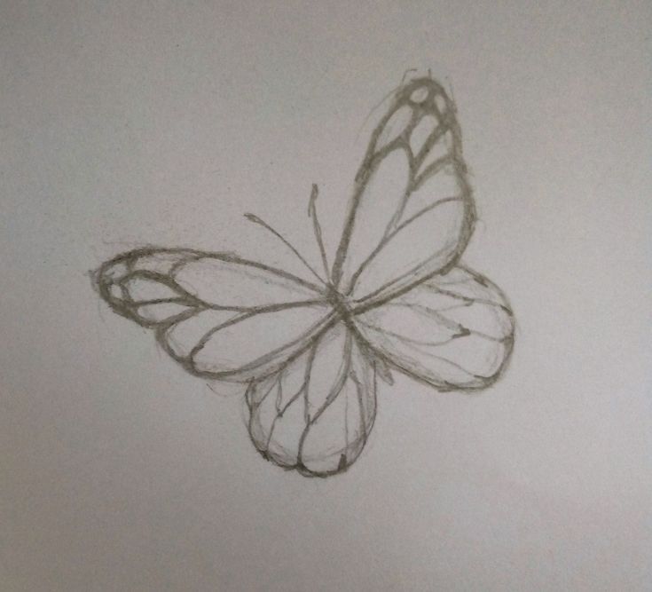 Desenho a Lápis: borboleta delicada e graciosa