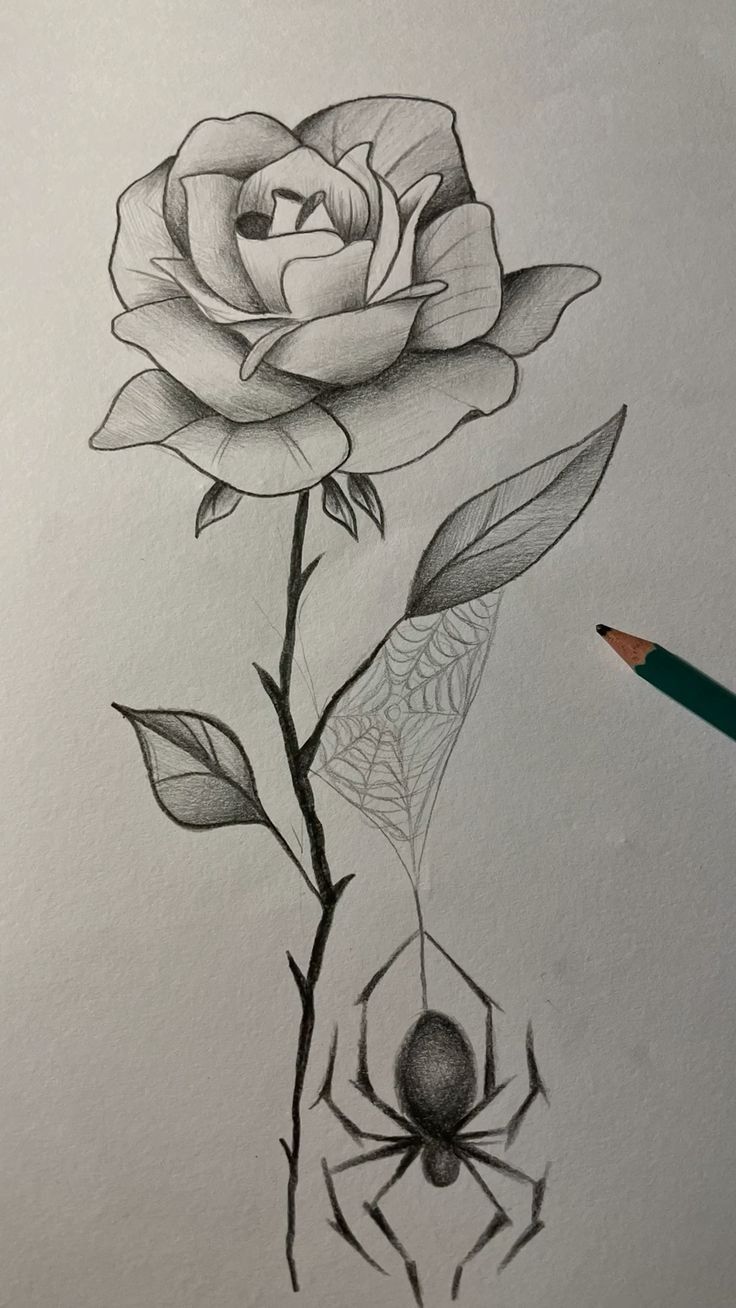Desenho a Lápis: rosa e aranha intrigante para desenhar