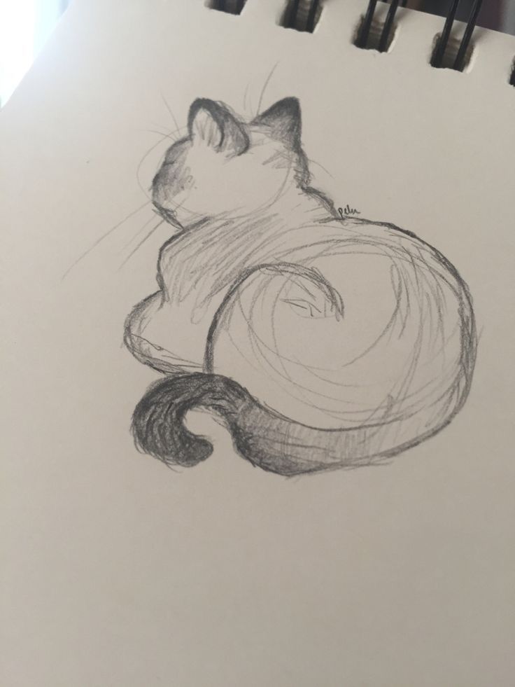 Desenho a Lápis: gato fofo visto de costas