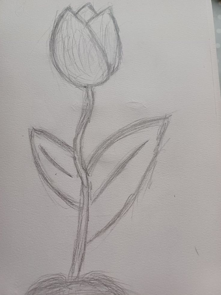Desenho a Lápis: Aprenda a Desenhar uma Tulipa Simples