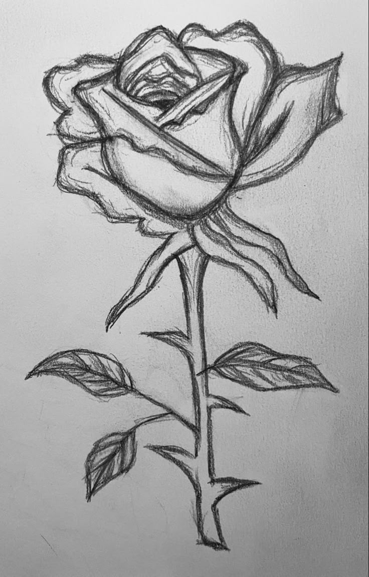 Desenho a Lápis: rosa delicada com caule