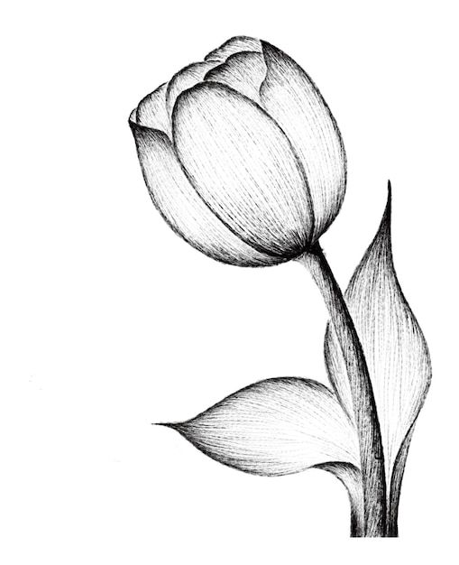 Desenho a Lápis: linda tulipa com folhas