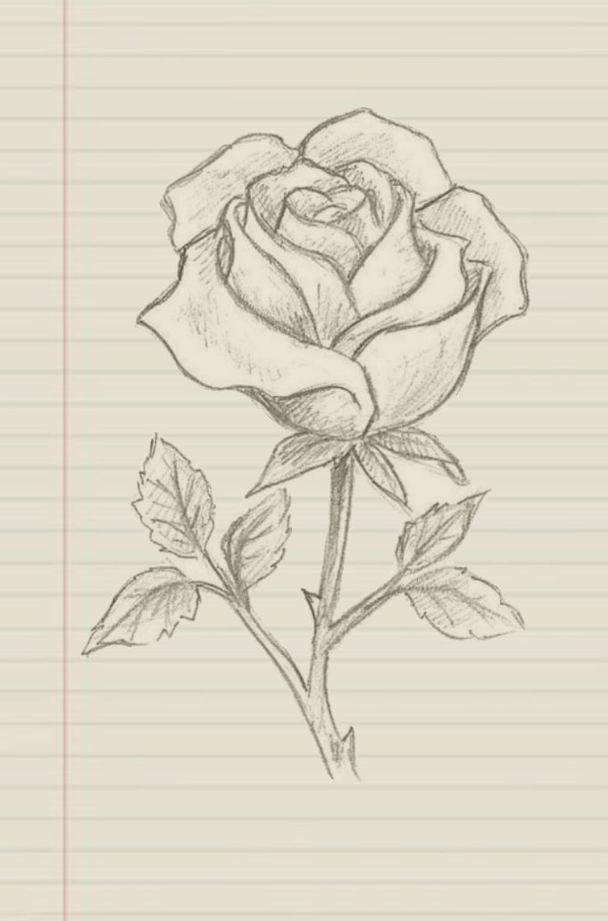 Desenho a Lápis: linda rosa para desenhar