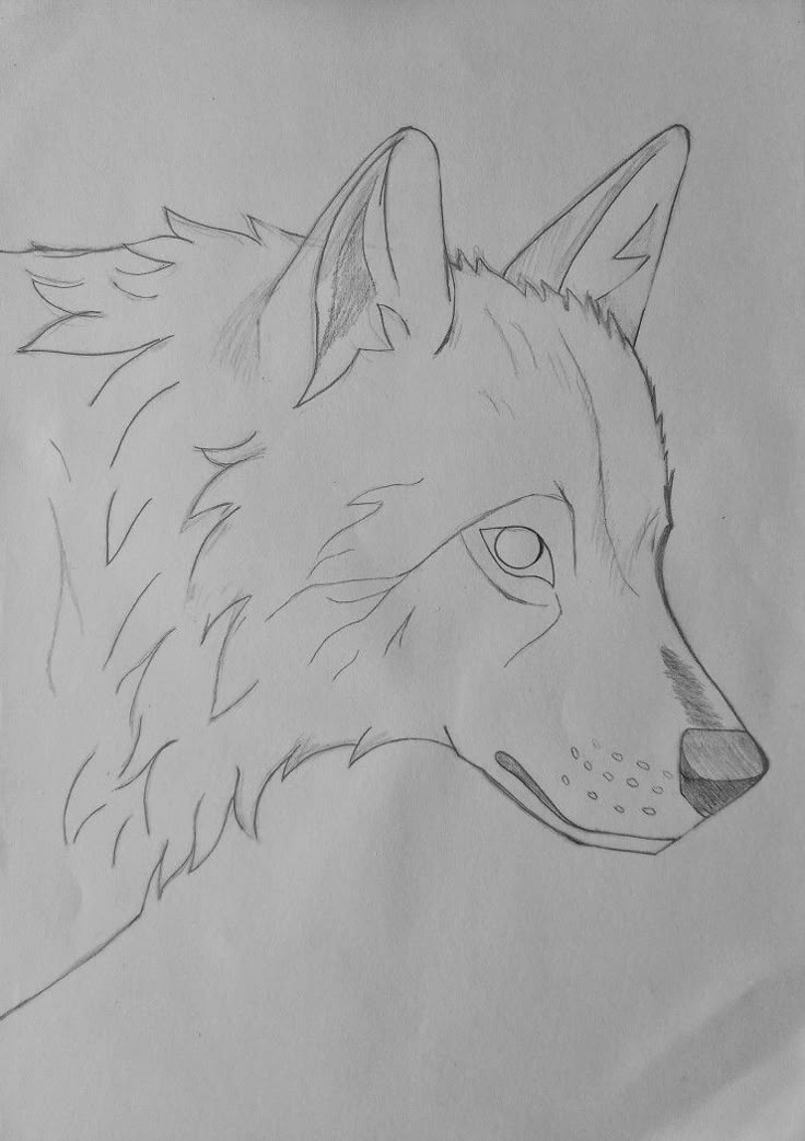 Desenho a Lápis: Lobo Realista Para Desenhar Fácil