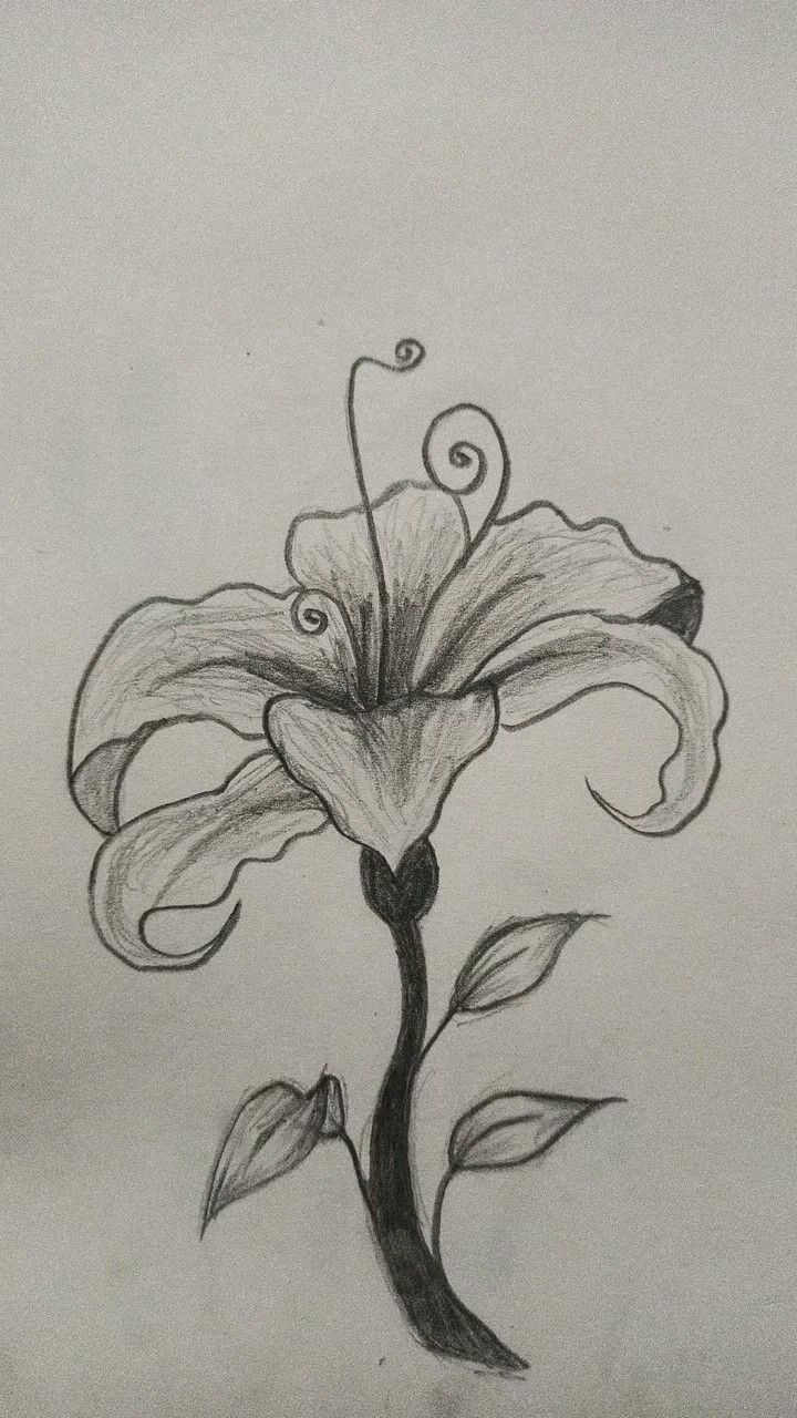 Desenho a Lápis: flor elegante fácil de desenhar