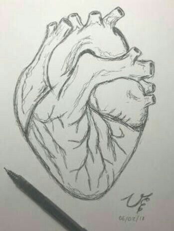 Desenho a Lápis: coração humano realista detalhado