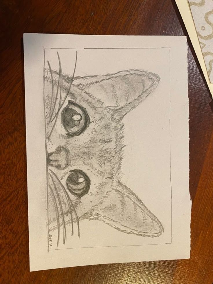 Desenho a Lápis: gato curioso para desenhar
