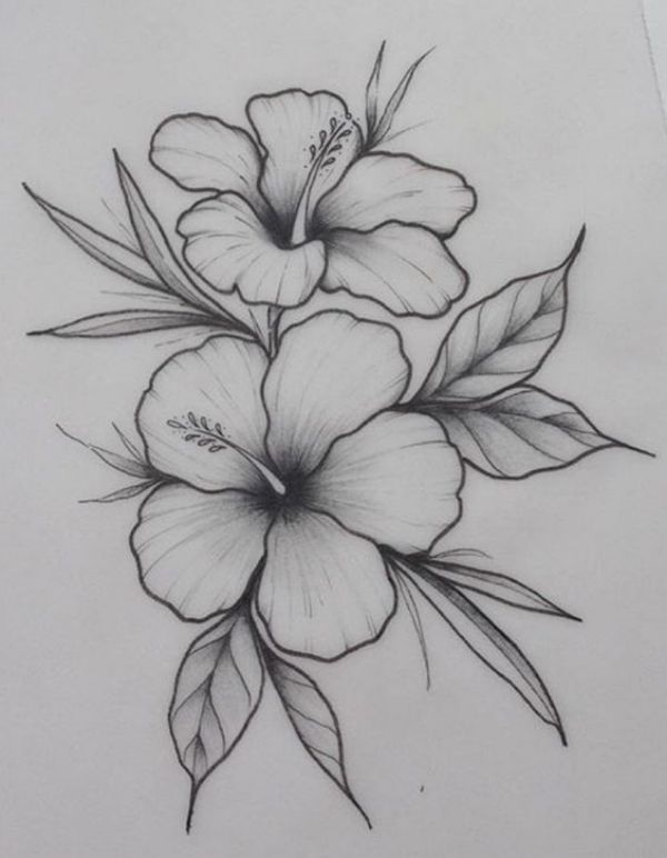Desenho a Lápis: lindas flores hibisco