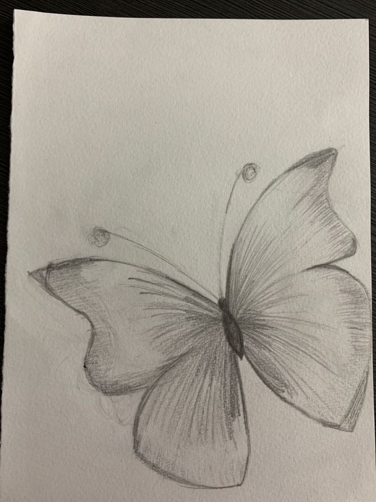 Desenho de Borboleta: Borboleta Realista a Lápis para desenhar