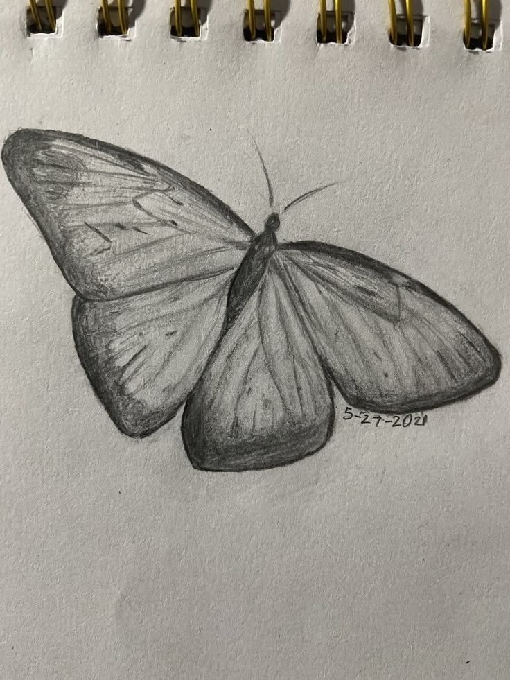 Desenho de Borboleta: Borboleta Realista a Lápis para desenhar