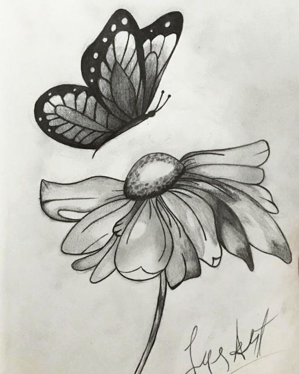 Desenho de Borboleta: Borboleta Realista sobre flor para desenhar