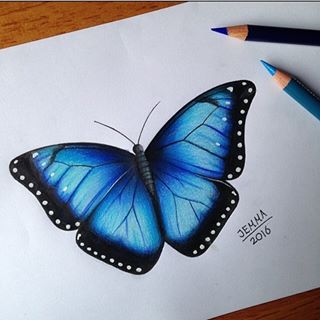 Desenho de Borboleta: Borboleta Realista a Lápis e Colorida