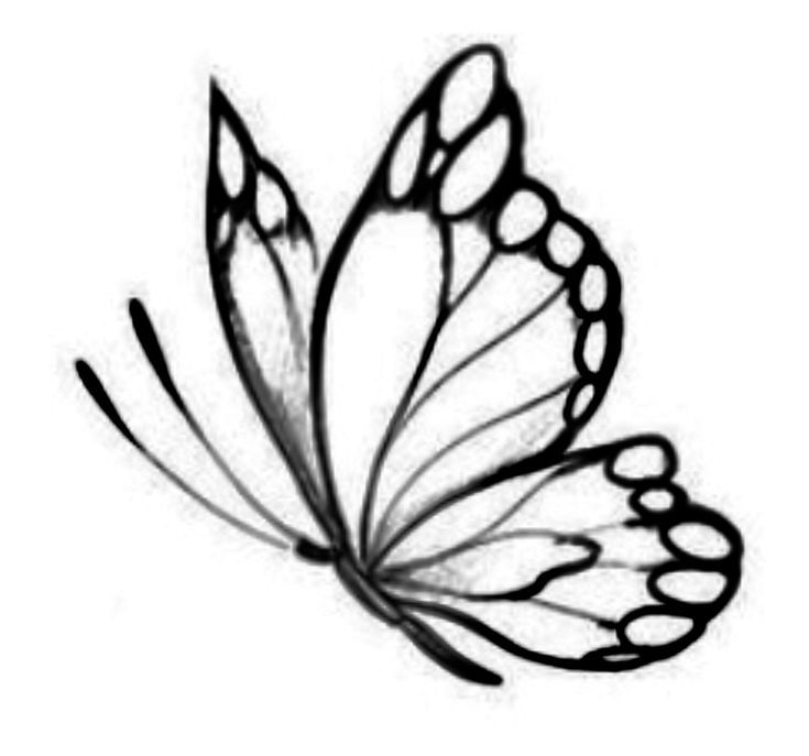 Desenho de Borboleta: Borboleta Realista a Lápis para desenhar