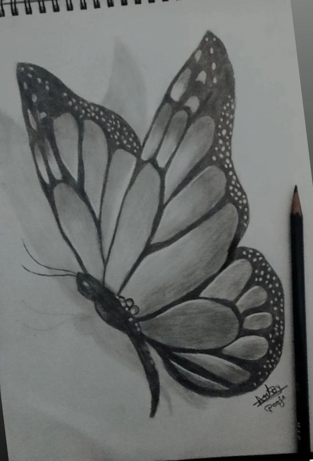 Desenho de Borboleta: Borboleta Realista a Lápis para desenhar