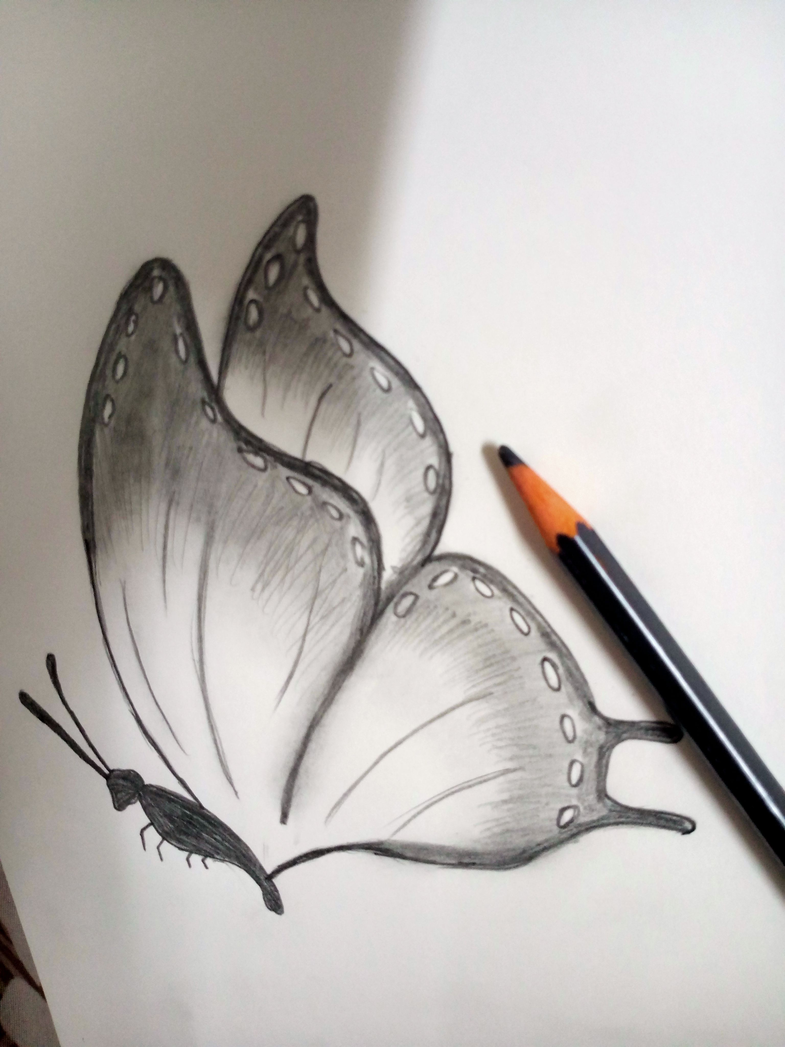 Desenho de Borboleta: Borboleta Realista a Lápis para desenhar