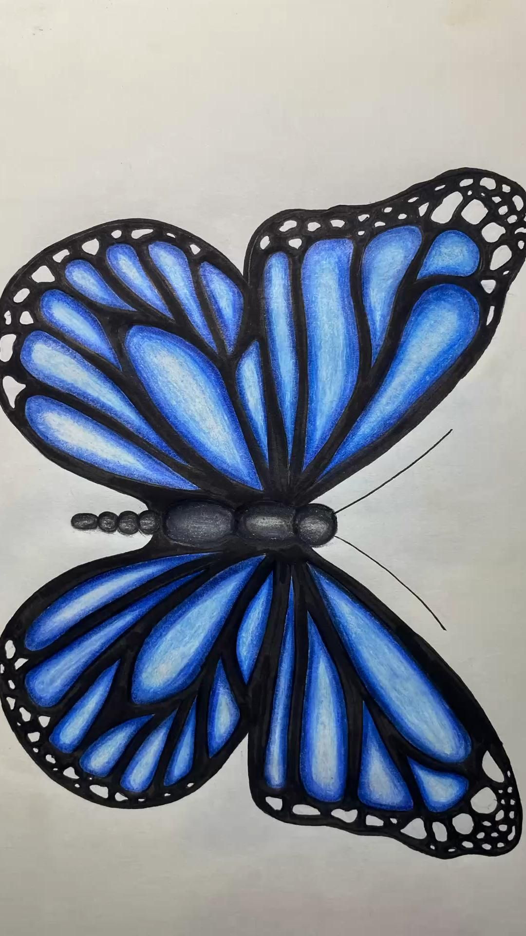 Desenho de Borboleta: Borboleta Azul Realista para desenhar