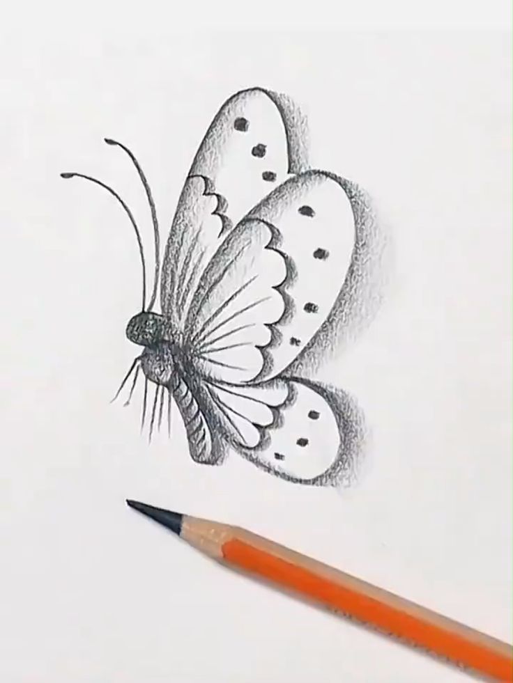 Desenho de Borboleta: Borboleta Realista a Lápis para desenhar