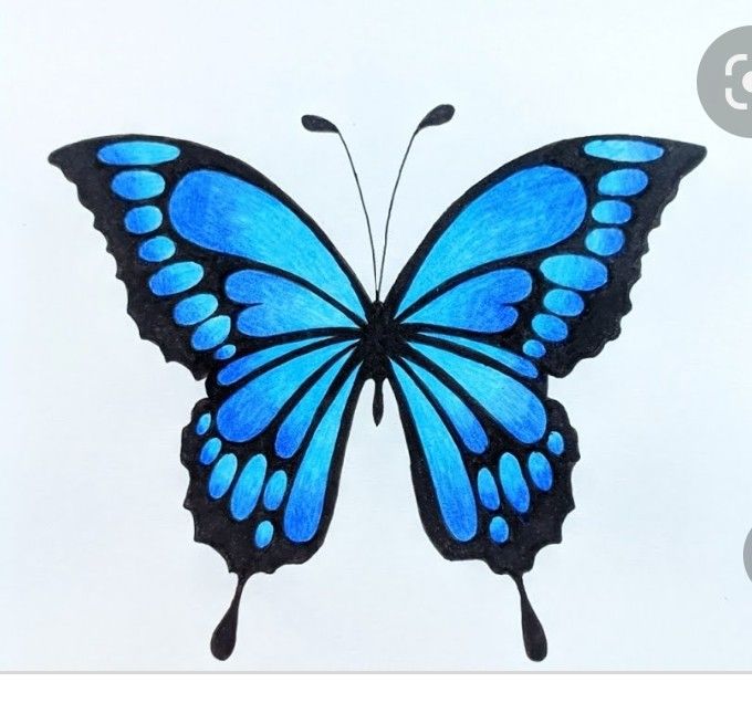 Desenho de Borboleta: Borboleta Azul Realista para desenhar