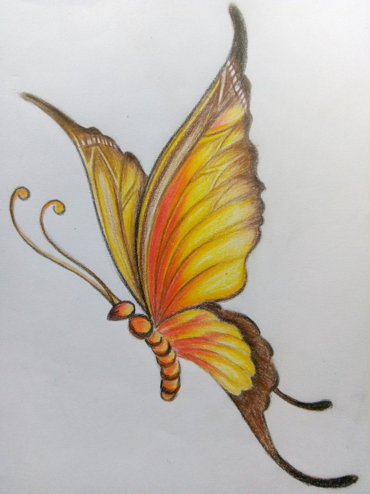 Desenho de Borboleta: Borboleta Amarela Colorida para desenhar