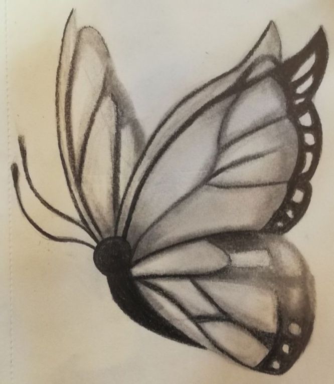 Desenho de Borboleta: Borboleta Realista a Lápis para desenhar