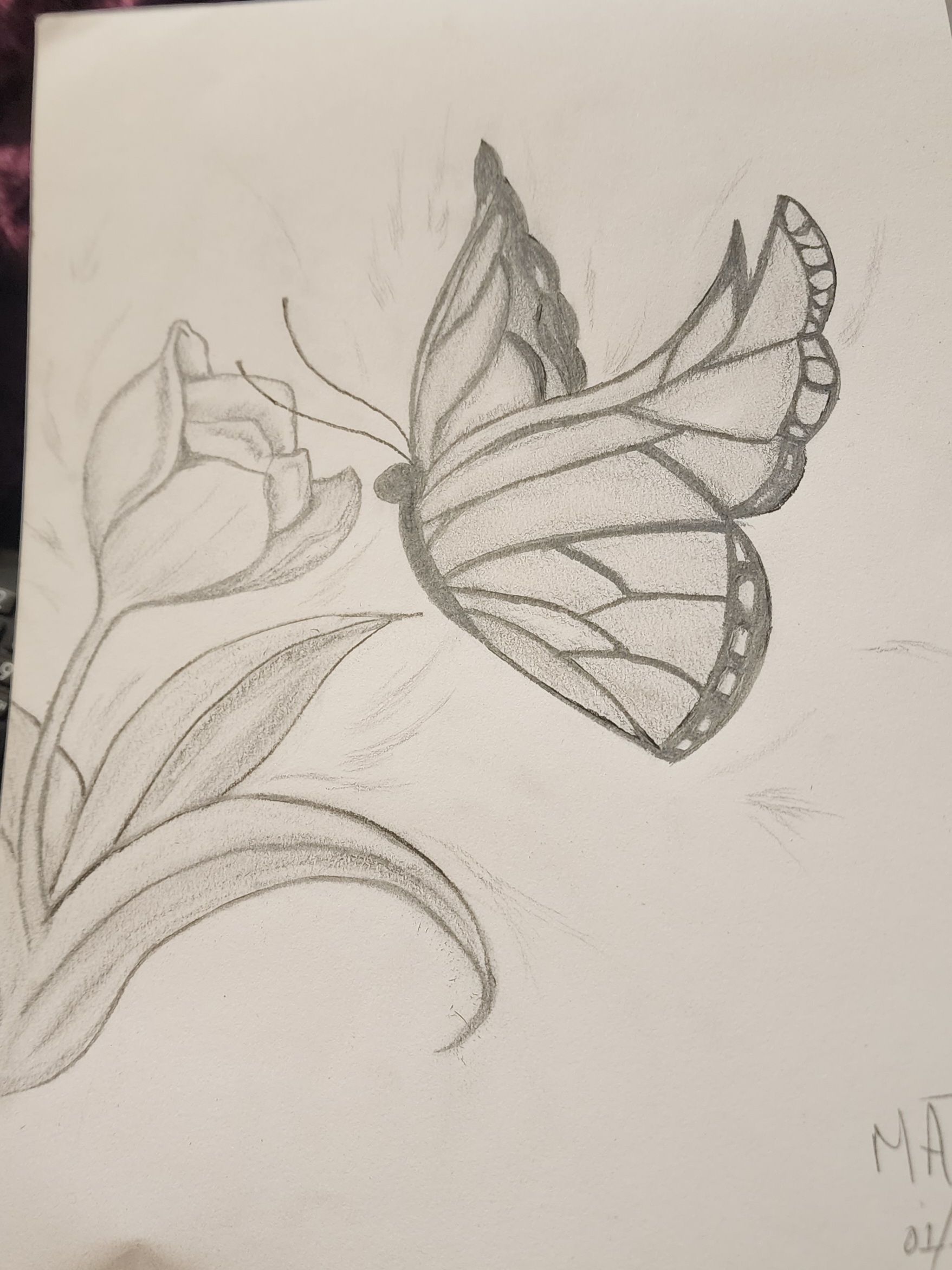 Desenho de Borboleta: Borboleta Realista a Lápis para desenhar