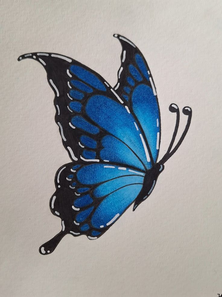 Desenho de Borboleta: Borboleta Azul Realista a Lápis para desenhar
