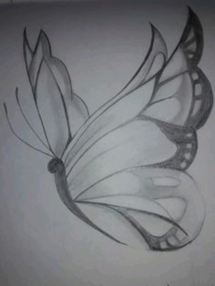 Desenho de Borboleta: Borboleta Realista a Lápis para desenhar