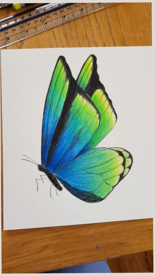 Desenho de Borboleta: Borboleta Realista e Colorida a Lápis