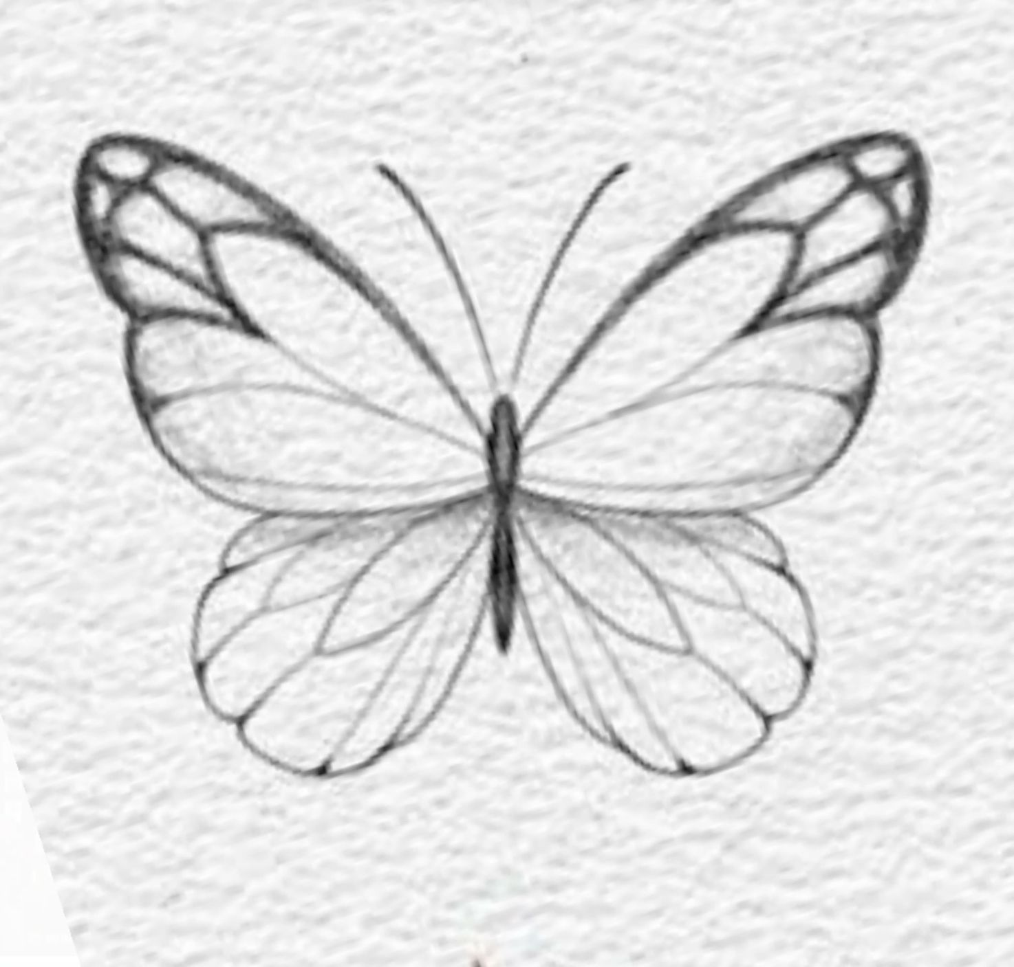 Desenho de Borboleta: Borboleta Realista a Lápis para desenhar