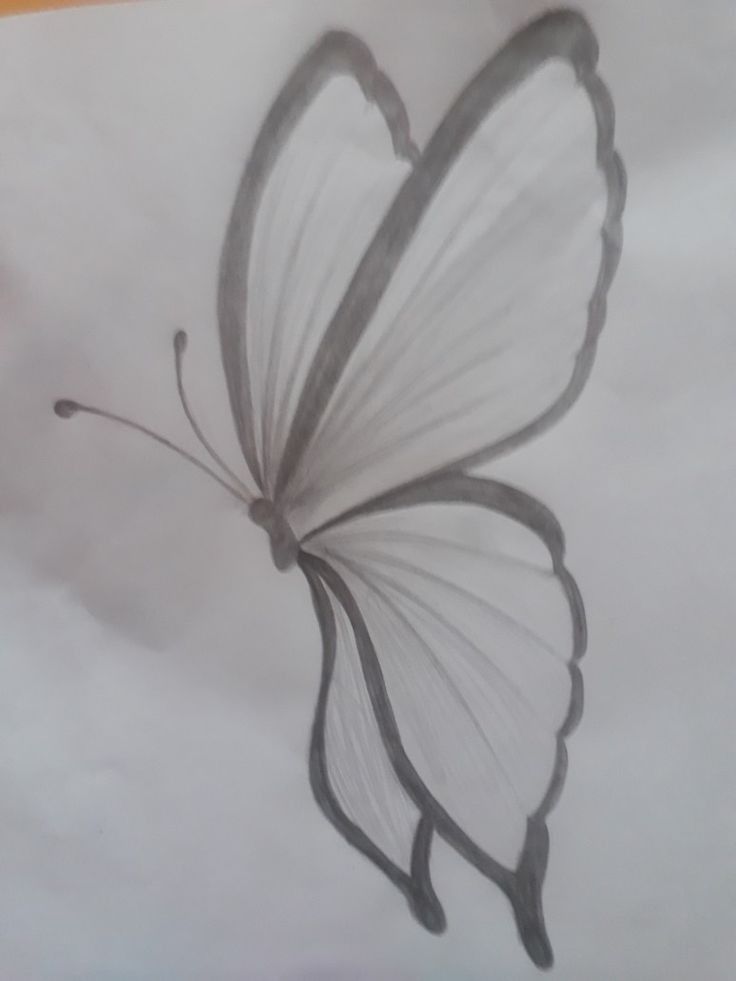Desenho de Borboleta: Borboleta Simples a Lápis para desenhar