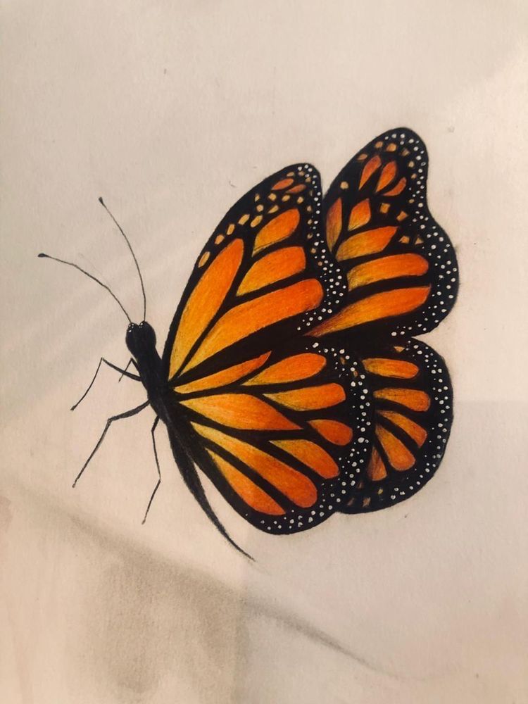 Desenho de Borboleta: Borboleta Realista a Lápis para desenhar