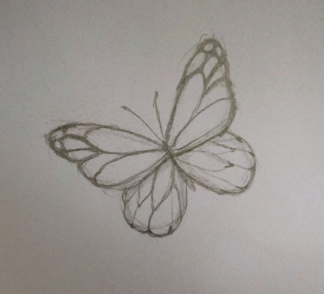 Desenho de Borboleta: Borboleta Realista a Lápis para desenhar