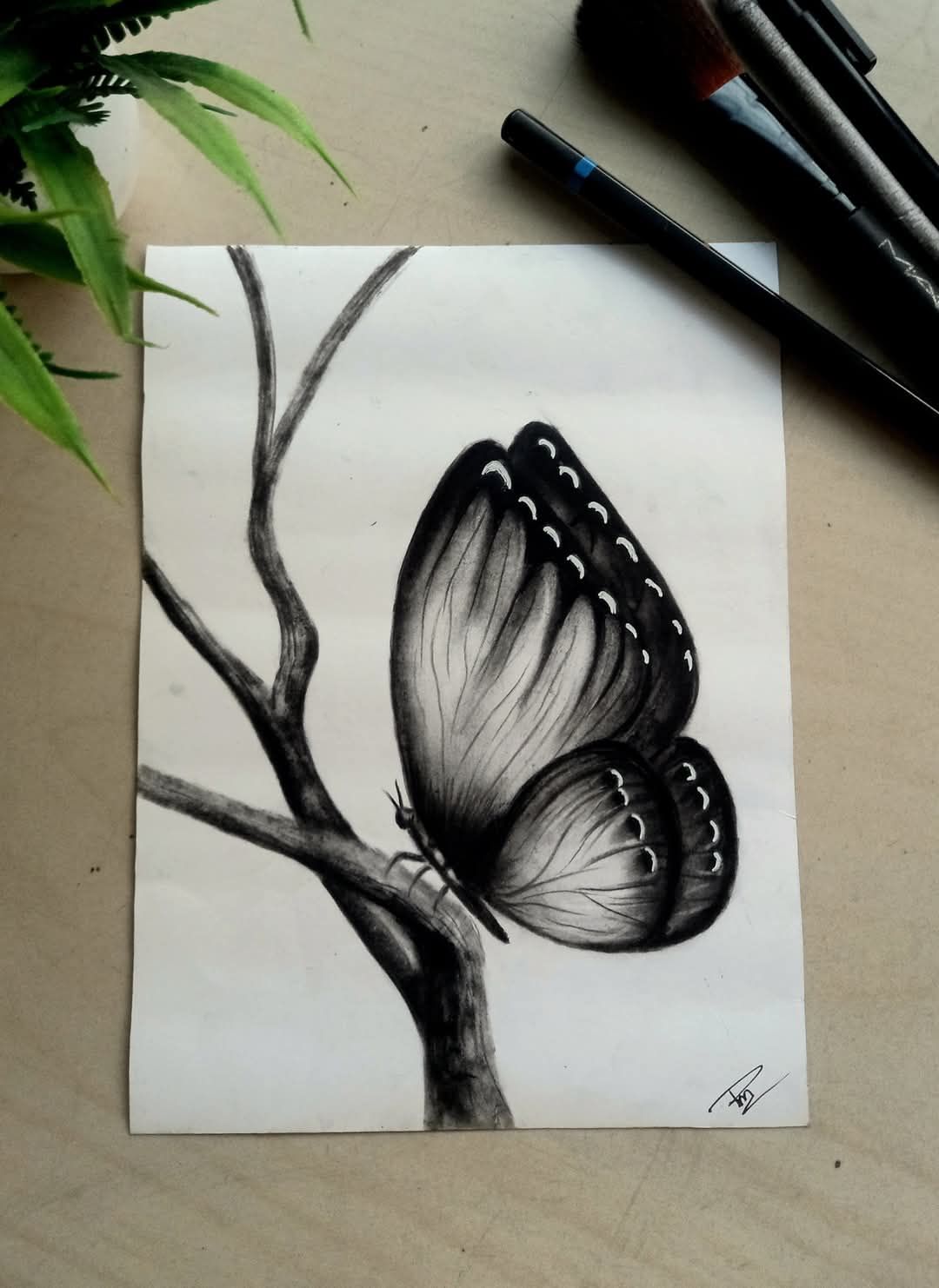 Desenho de Borboleta: Borboleta Realista a Lápis para desenhar