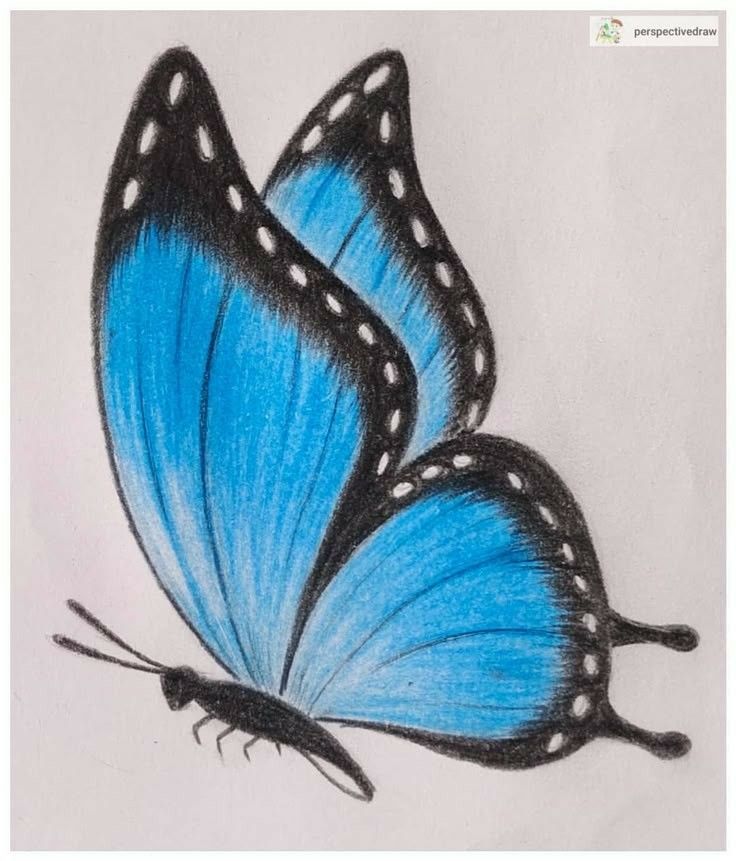Desenho de Borboleta: Borboleta Azul Realista para desenhar