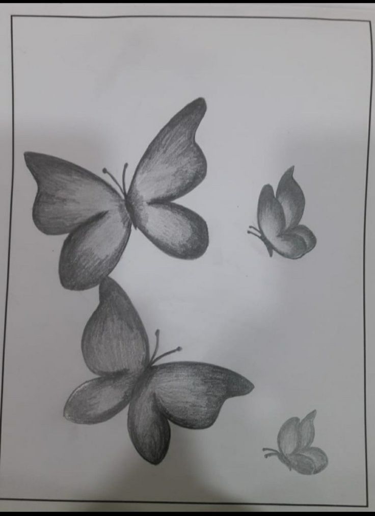 Desenho de Borboleta: Borboletas Realistas a Lápis para desenhar
