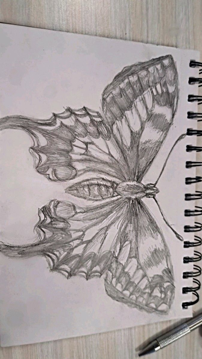 Desenho de Borboleta: Borboleta Realista a Lápis para desenhar