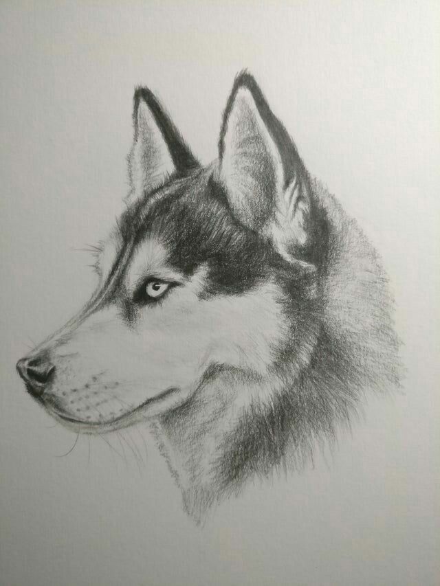 Desenho de Cachorro: Cachorro Husky para desenhar