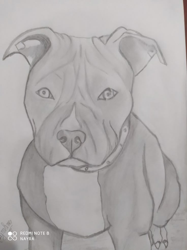 Desenho de Cachorro: Cachorro Pitbull para desenhar