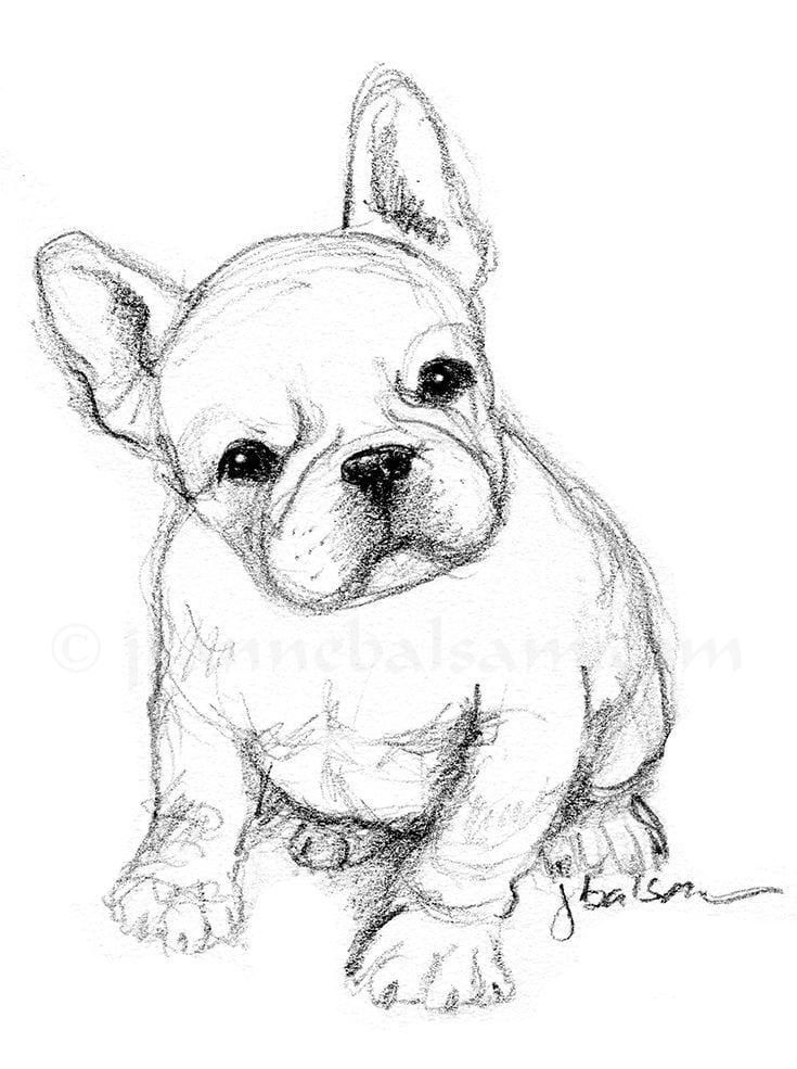 Desenho de Cachorro: Bulldog Francês para desenhar