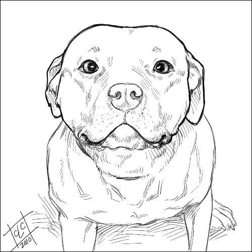 Desenho de Cachorro: Cachorro Pitbull para desenhar