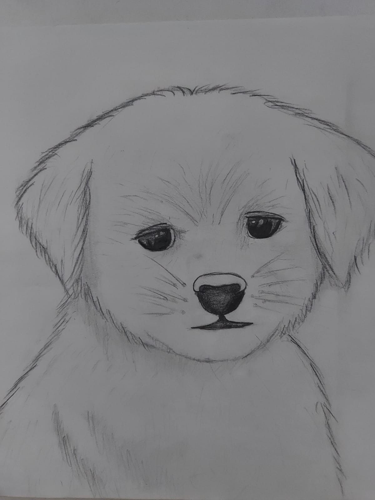 Desenho de Cachorro: Cachorro Labrador para desenhar