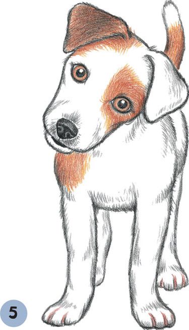 Desenho de Cachorro: Cachorro Beagle para desenhar