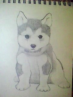 Desenho de Cachorro: Cachorro Husky Siberiano para desenhar