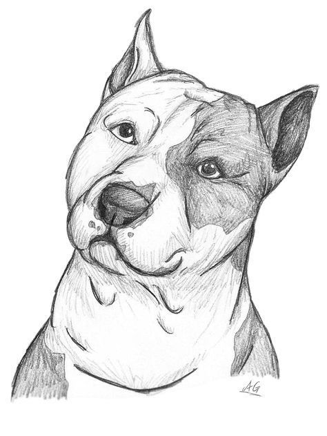 Desenho de Cachorro: Cachorro Pitbull Fofinho para desenhar